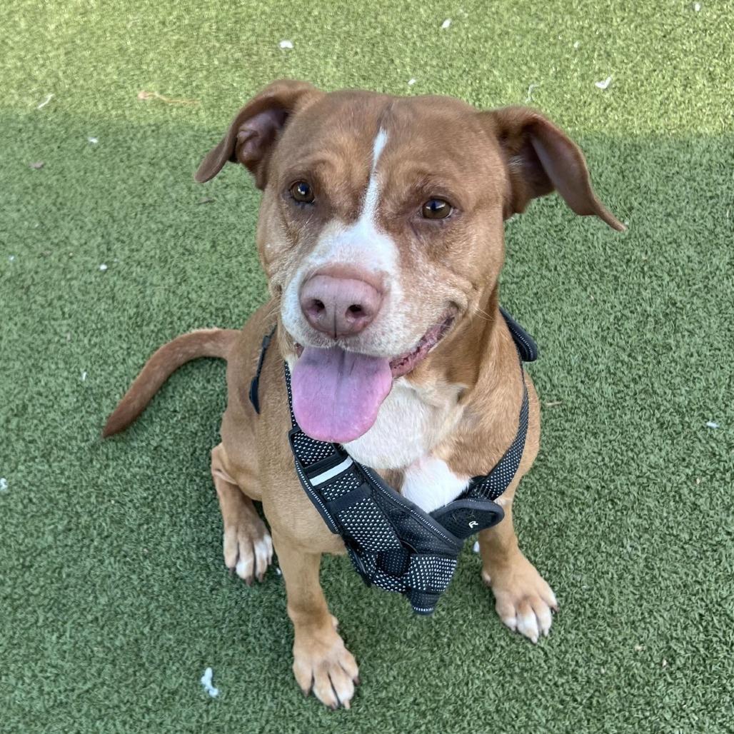 Enlarge Bart, a Adoptable Labrador Retriever in Greensboro, NC image 2/6