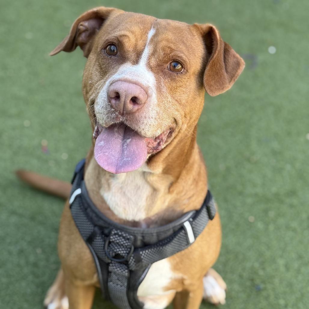 Enlarge Bart, a Adoptable Labrador Retriever in Greensboro, NC image 2/6