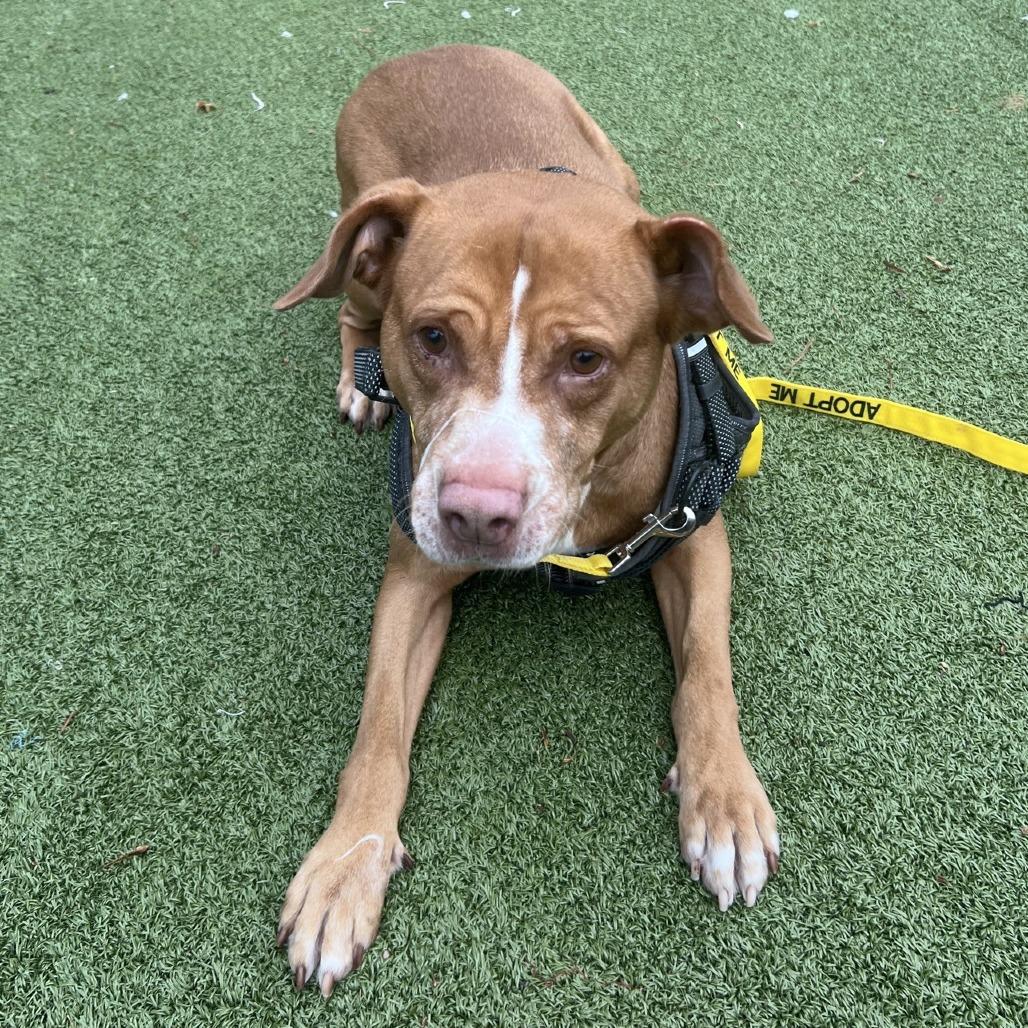Enlarge Bart, a Adoptable Labrador Retriever in Greensboro, NC image 3/6