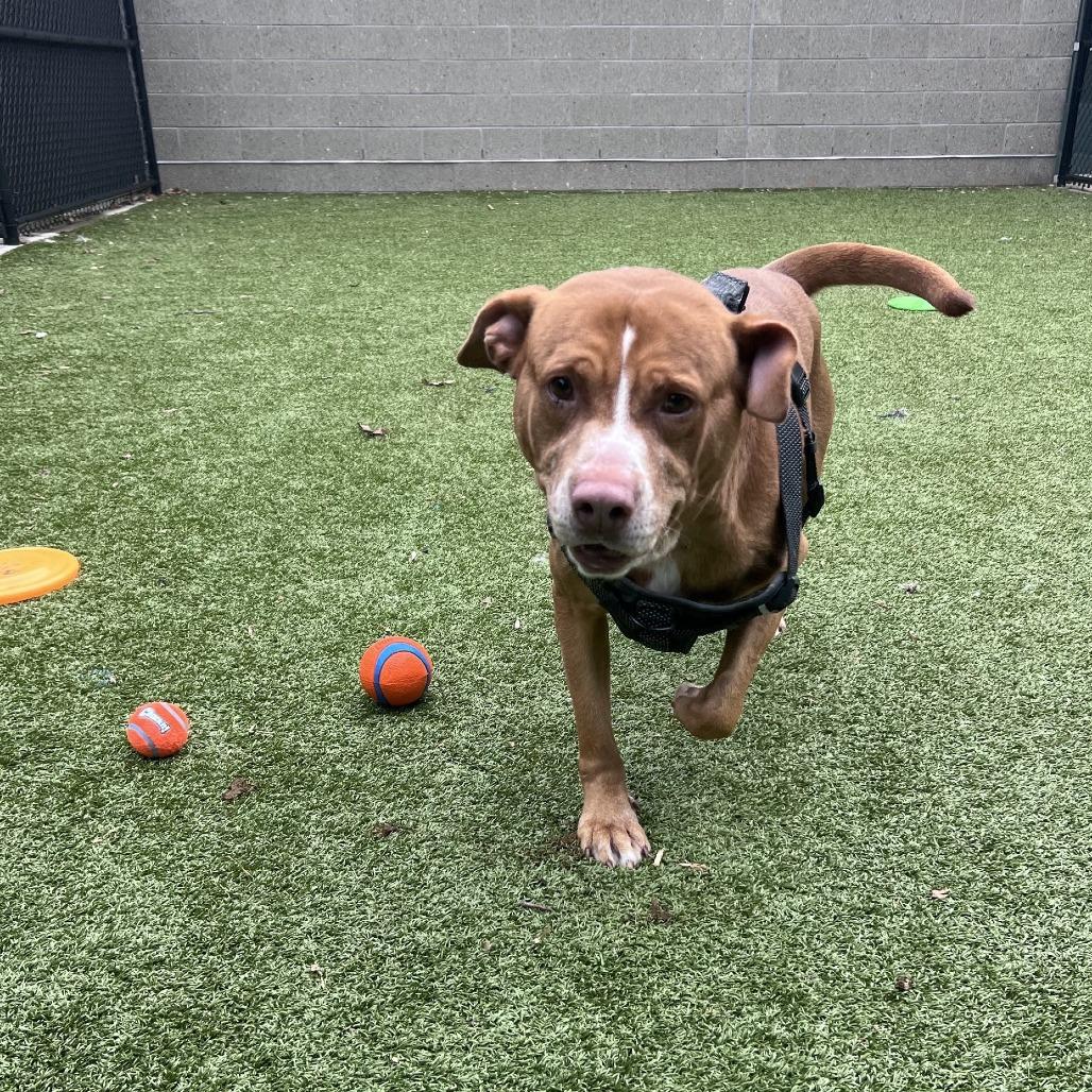 Enlarge Bart, a Adoptable Labrador Retriever in Greensboro, NC image 3/6