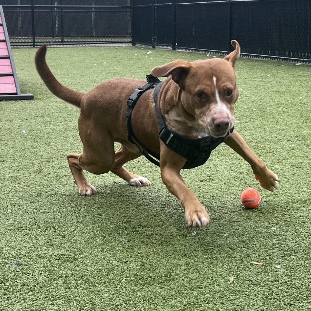Enlarge Bart, a Adoptable Labrador Retriever in Greensboro, NC image 4/6
