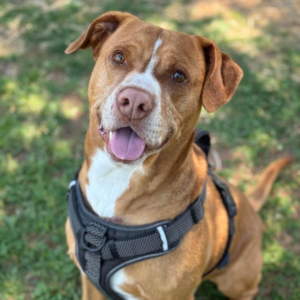 Enlarge Bart, a Adoptable Labrador Retriever in Greensboro, NC image 5/6