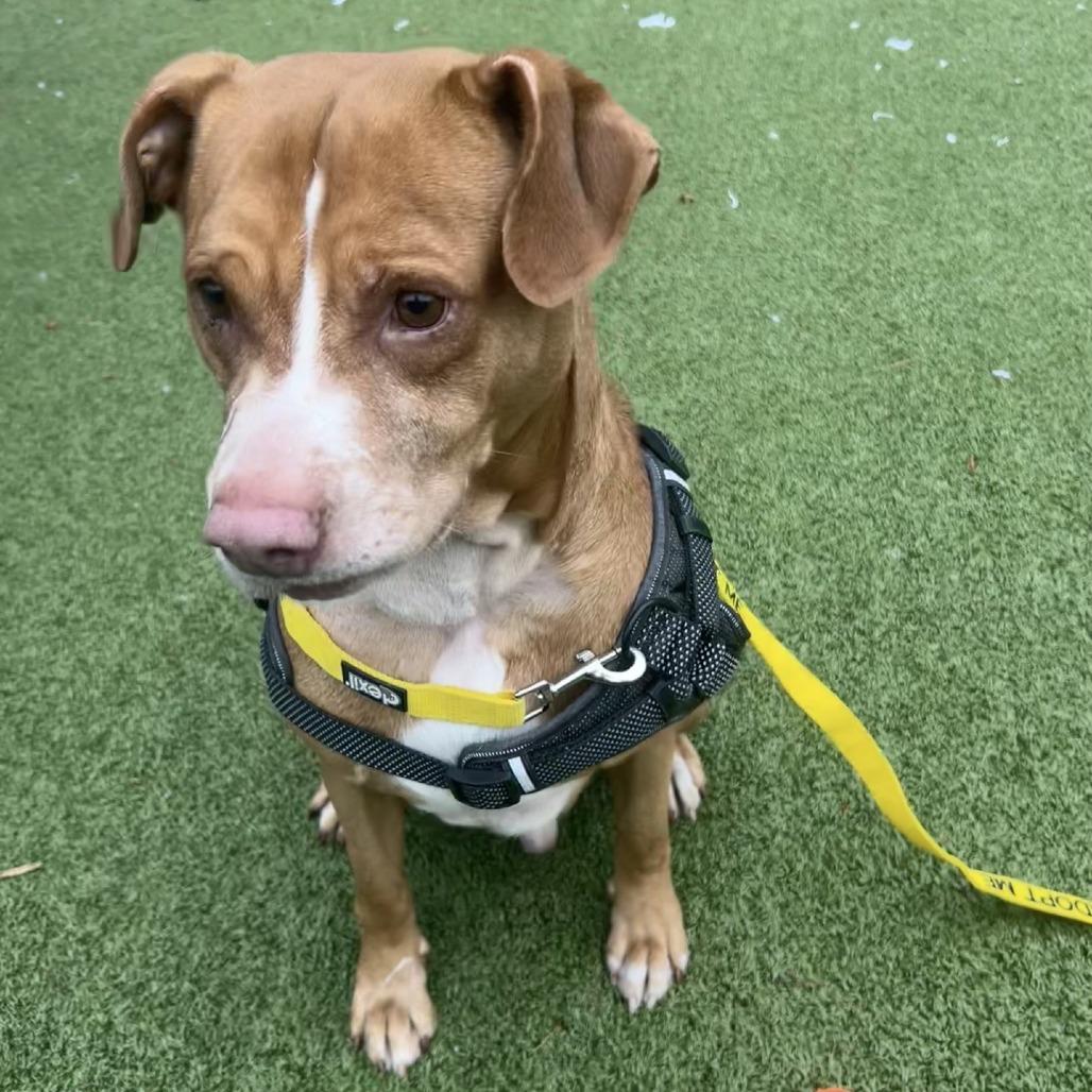 Enlarge Bart, a Adoptable Labrador Retriever in Greensboro, NC image 5/6