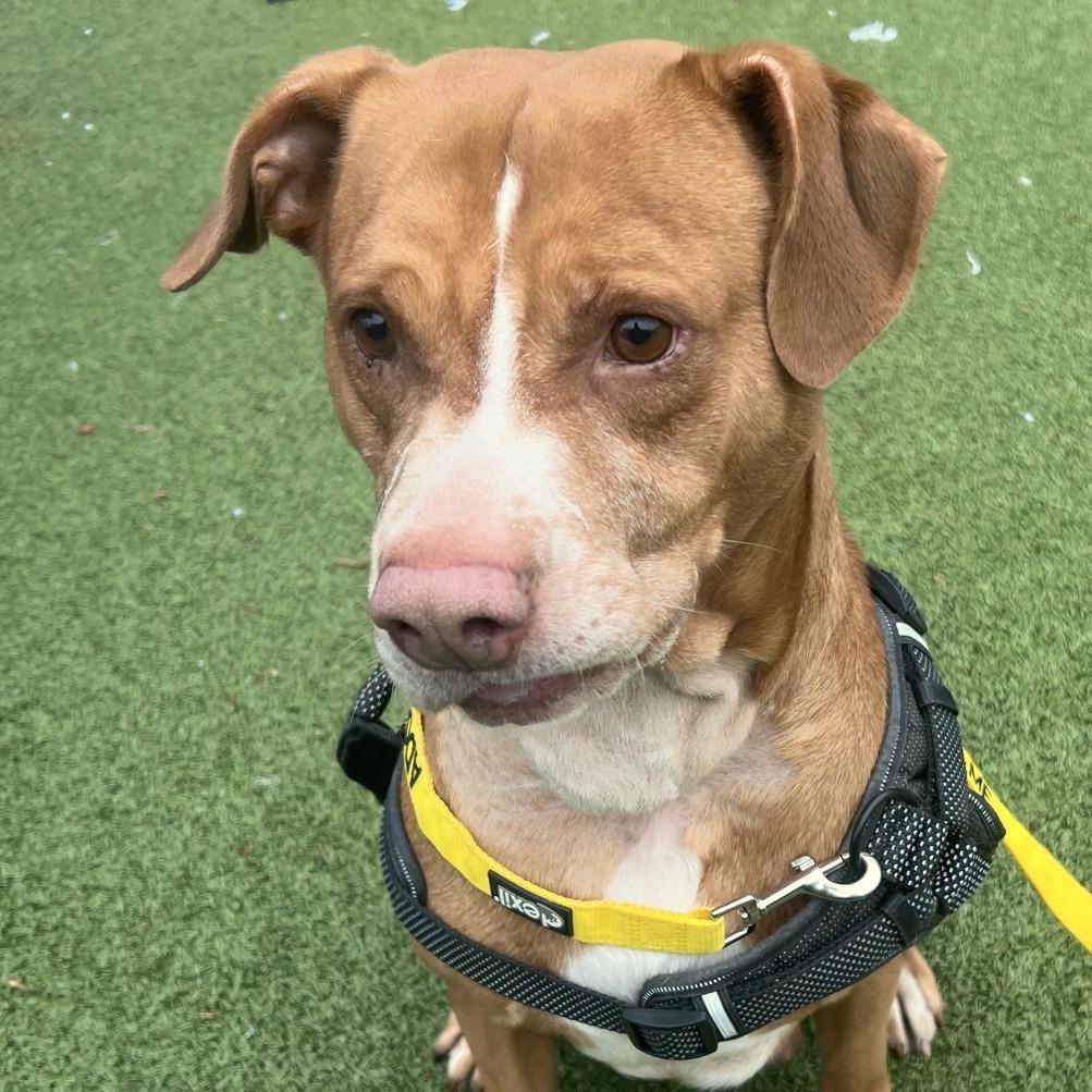 Enlarge Bart, a Adoptable Labrador Retriever in Greensboro, NC image 6/6