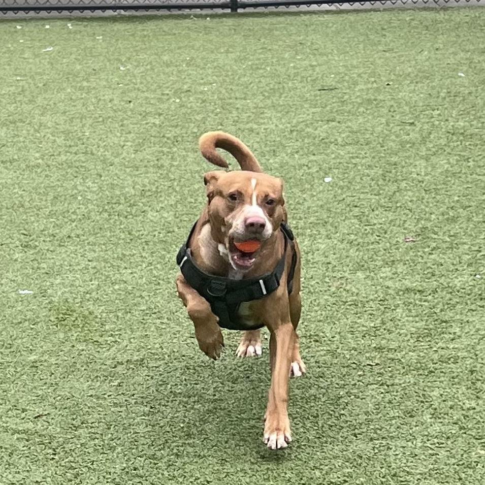 Enlarge Bart, a Adoptable Labrador Retriever in Greensboro, NC image 6/6