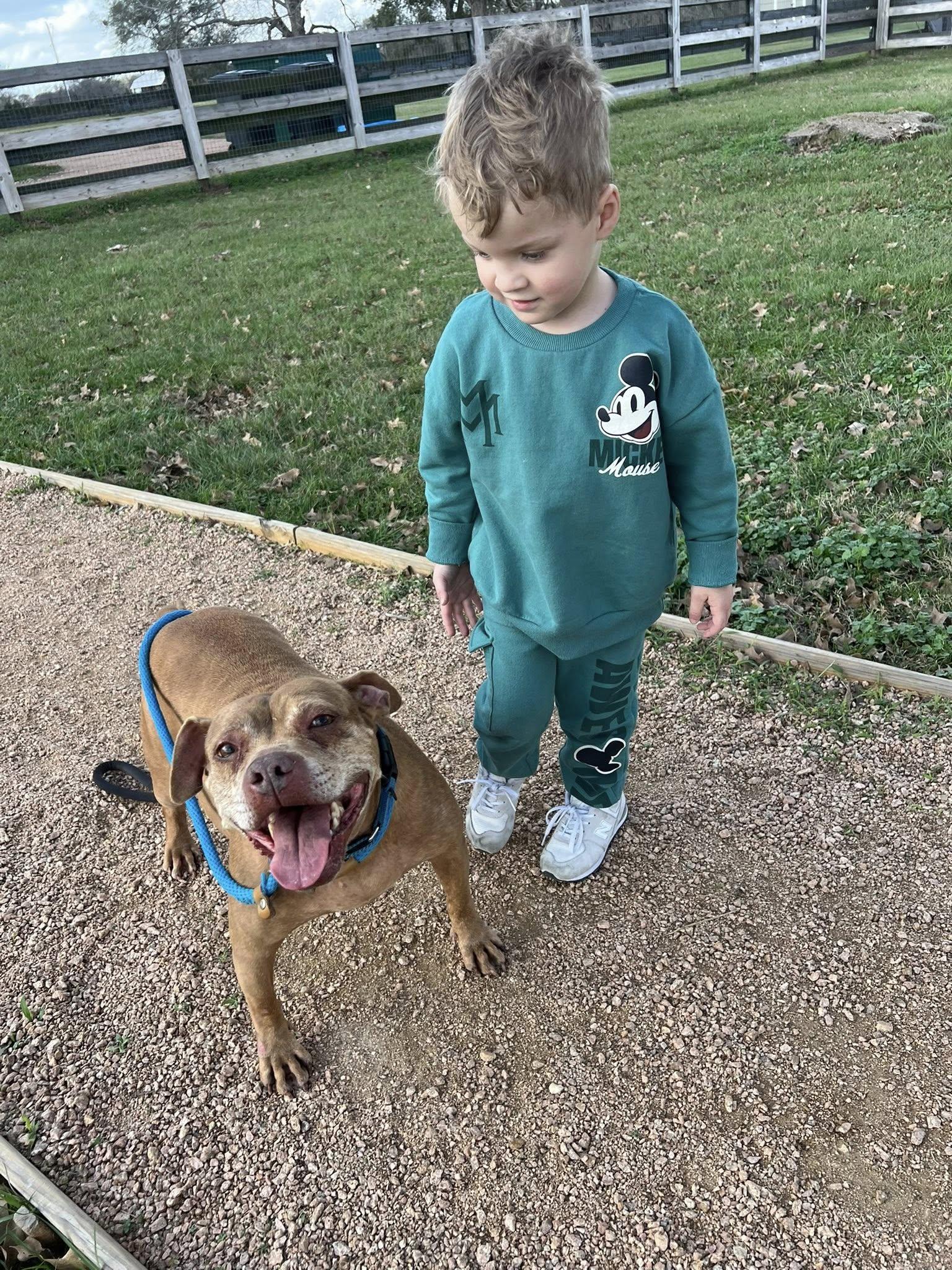 Enlarge Chevy, a Adoptable mixed breed in Cedar Rapids, IA image 6/6