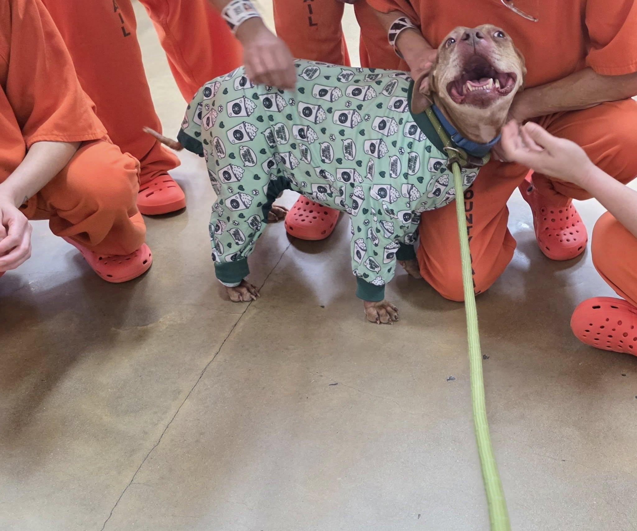 Enlarge Chevy, a Adoptable mixed breed in Cedar Rapids, IA image 3/6