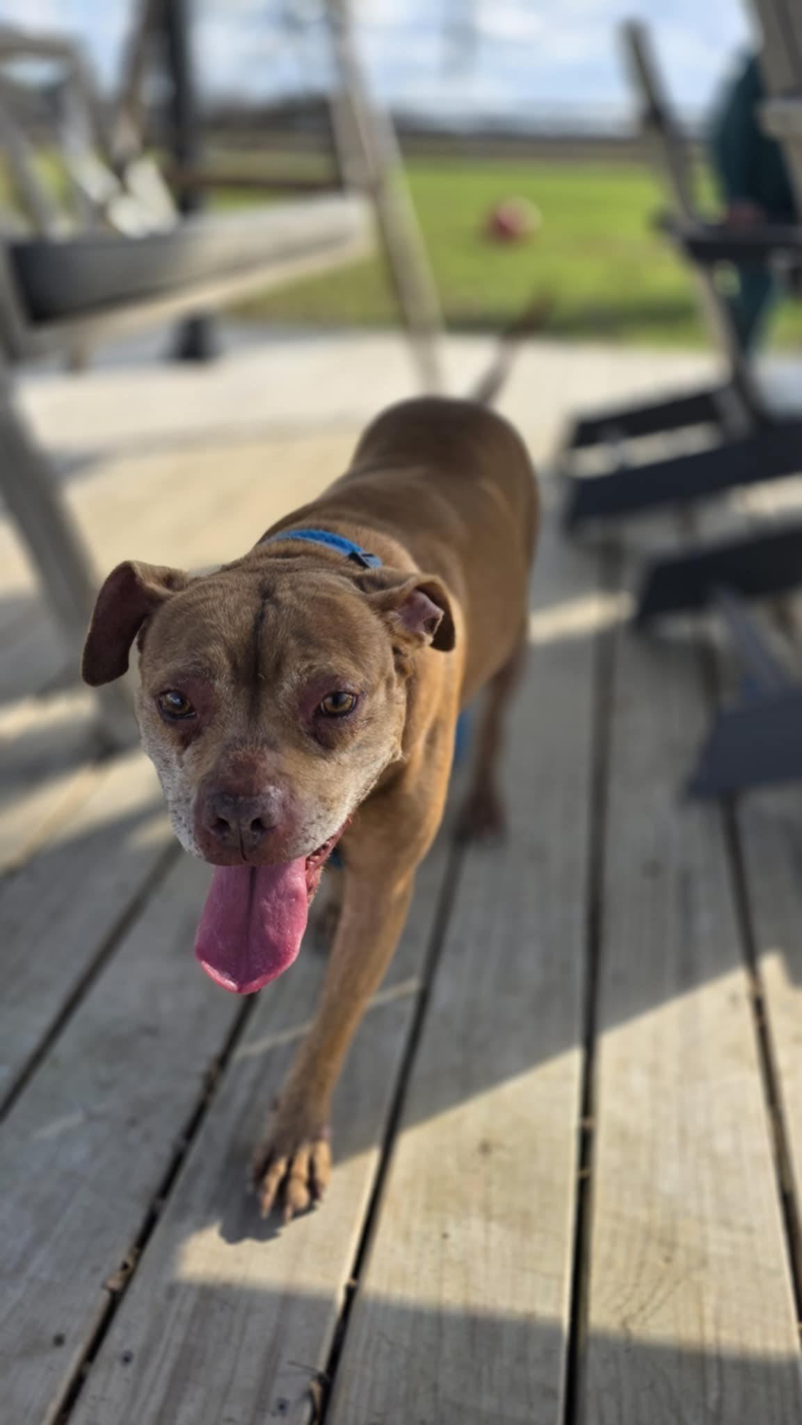 Enlarge Chevy, a Adoptable mixed breed in Cedar Rapids, IA image 2/6