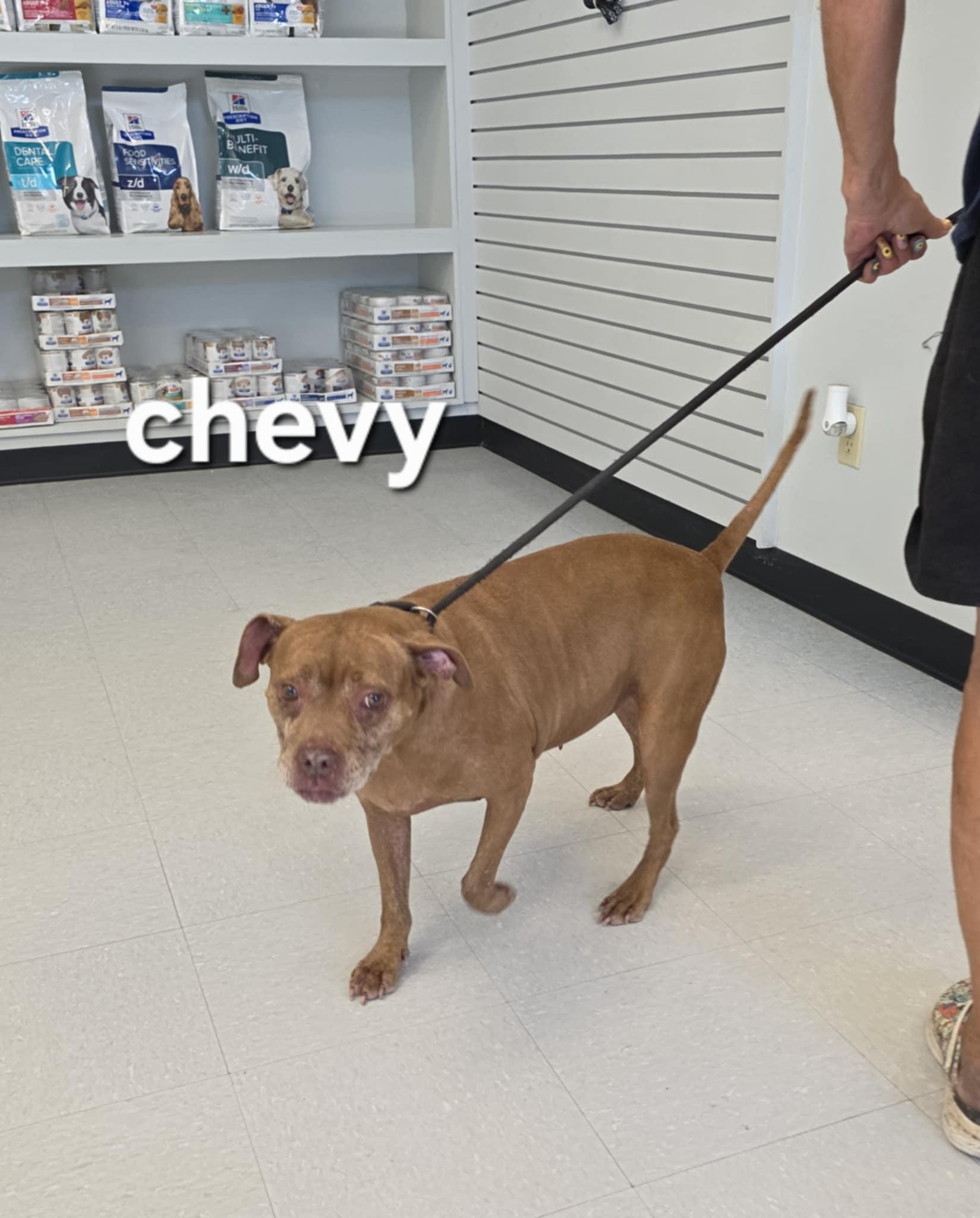 Enlarge Chevy, a Adoptable mixed breed in Cedar Rapids, IA image 4/6