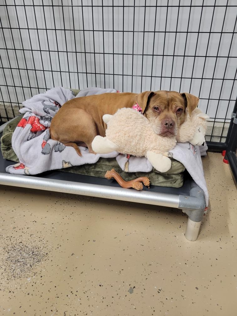 Chevy, Adoptable, Senior Female American Staffordshire Terrier & Mixed Breed.