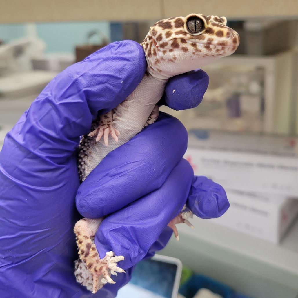 Enlarge Cheddar, a Adoptable Gecko in Westminster, CA image 1/2