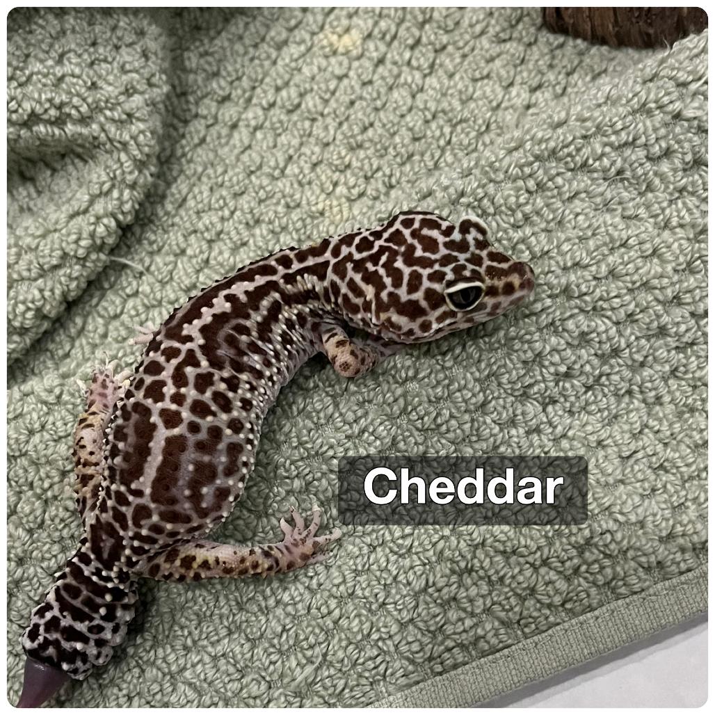 Enlarge Cheddar, a Adoptable Gecko in Westminster, CA image 2/2