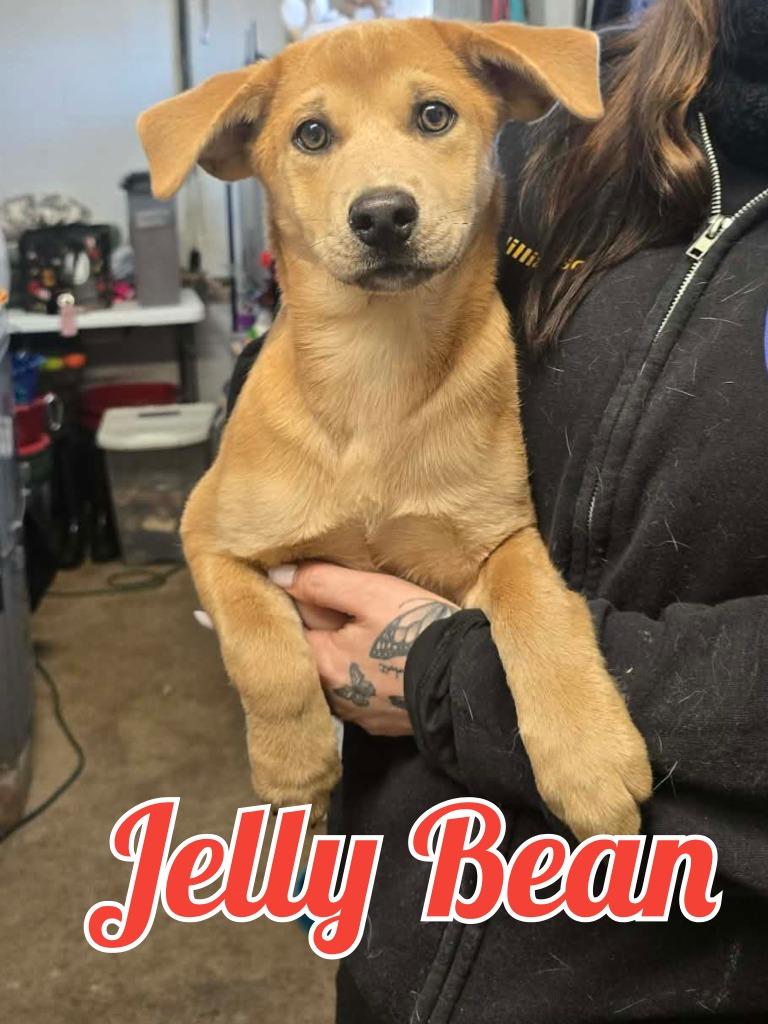 Jelly Bean, Adoptable, Puppy Female Pomeranian & Husky.