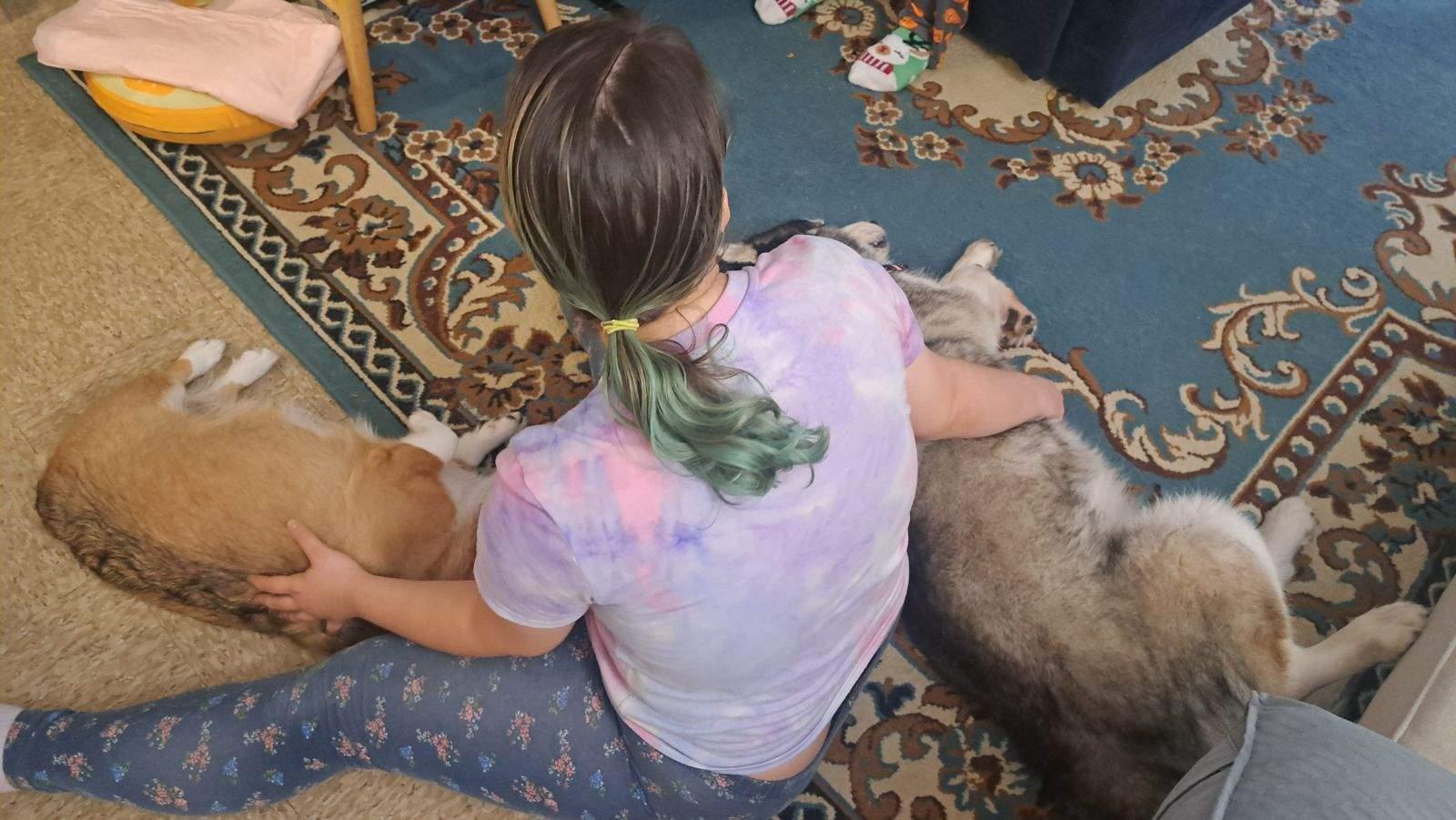 Enlarge Bella, a Adoptable Siberian Husky in Valley Village, CA image 2/4