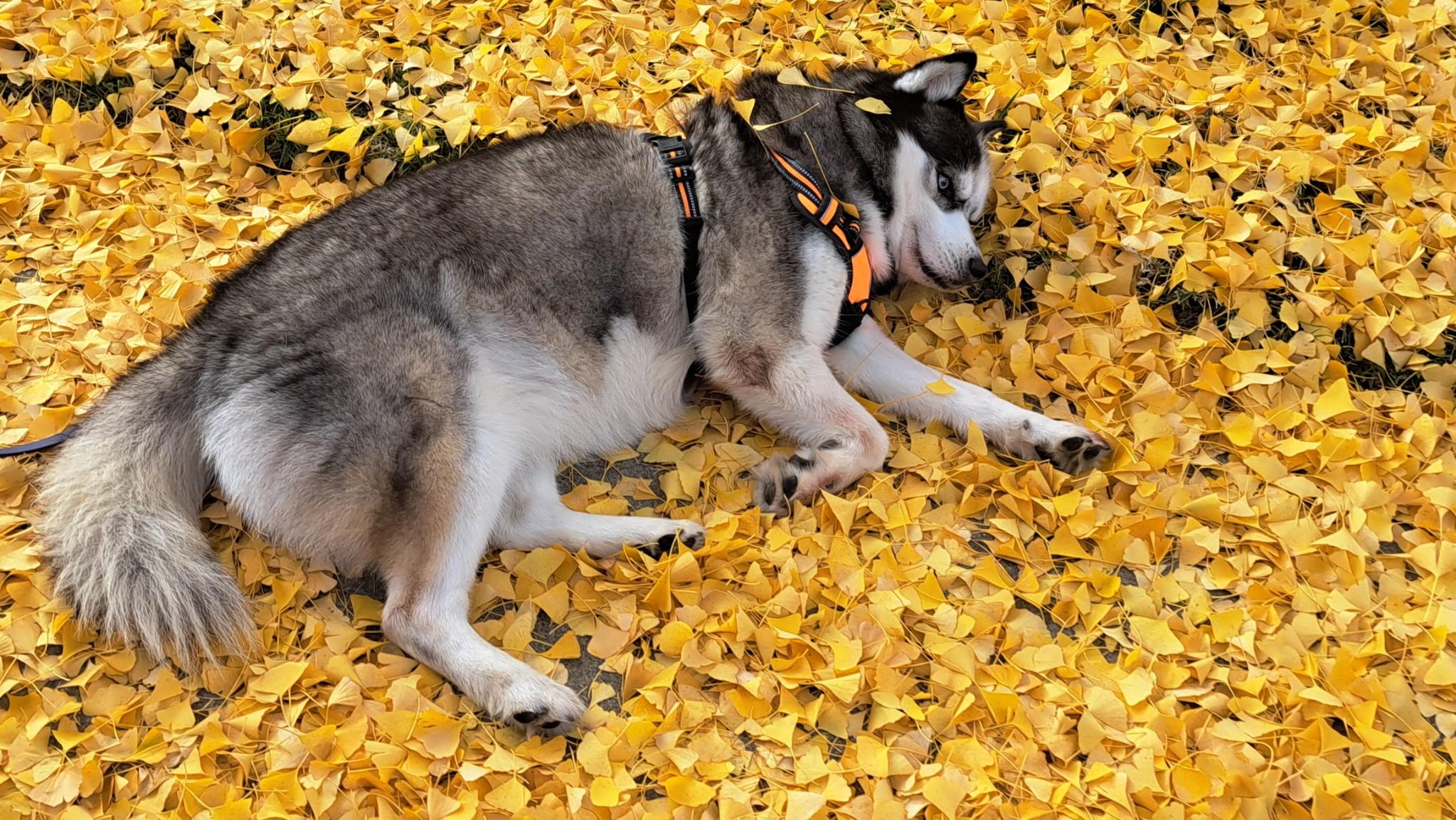 Enlarge Bella, a Adoptable Siberian Husky in Valley Village, CA image 3/4