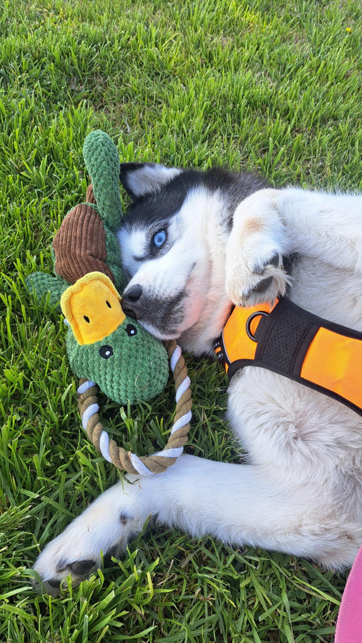 Enlarge Bella, a Adoptable Siberian Husky in Valley Village, CA image 1/4