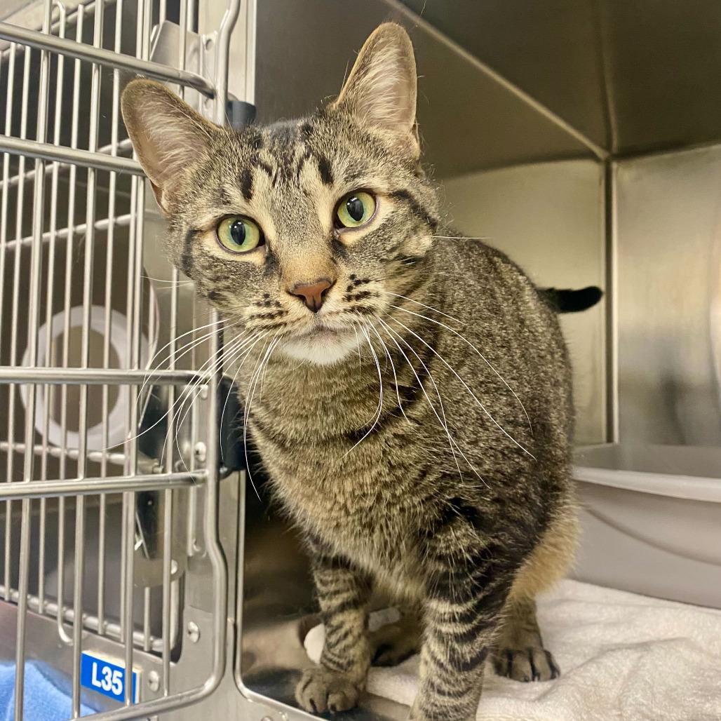 Enlarge Javanna, a Adoptable Domestic Short Hair in Grand Rapids, MI image 1/1