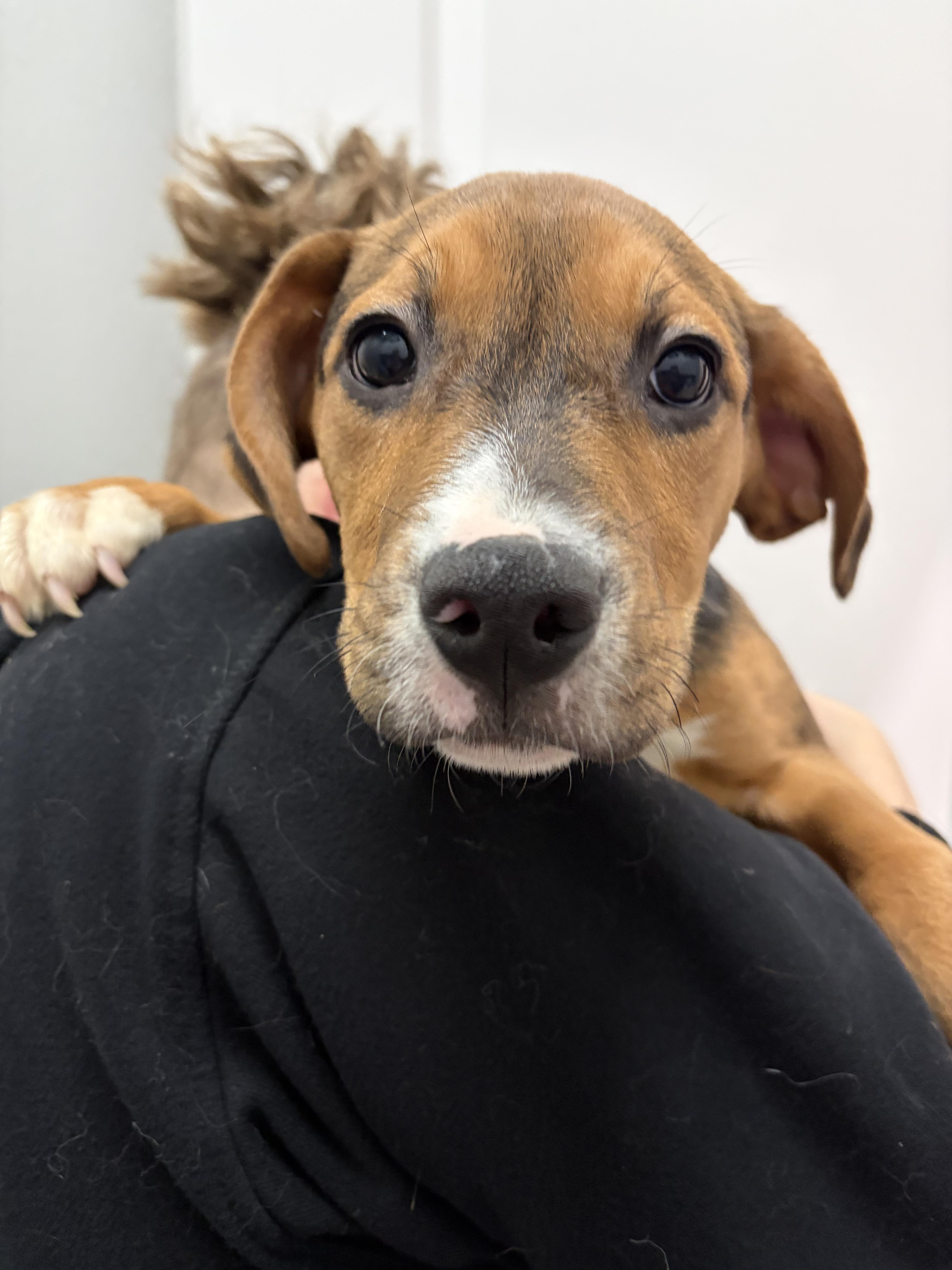 Einstein, ADOPTABLE, Puppy Male Mixed Breed.