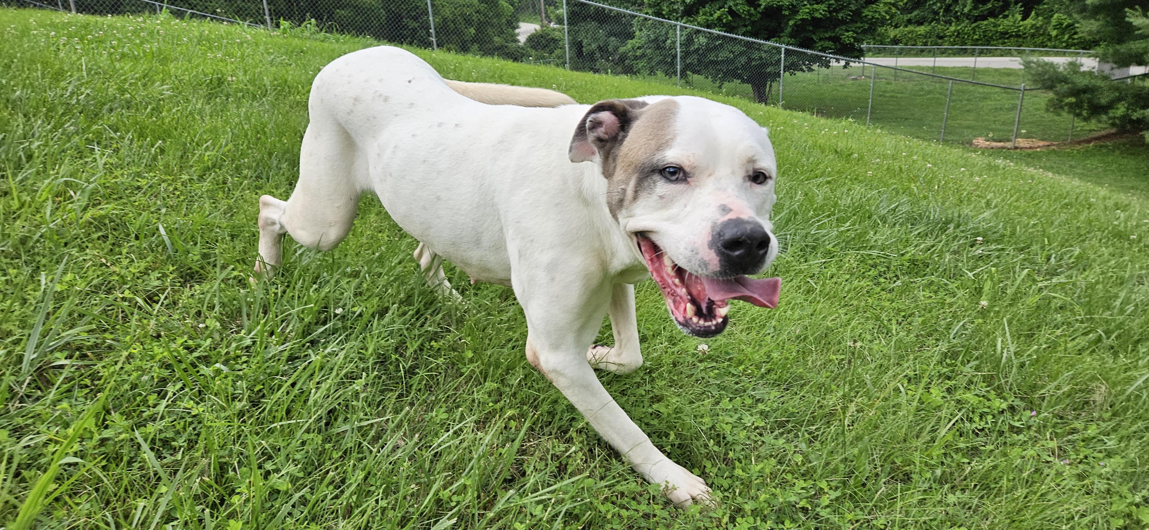 Vicki, Adoptable, Adult Female Terrier.