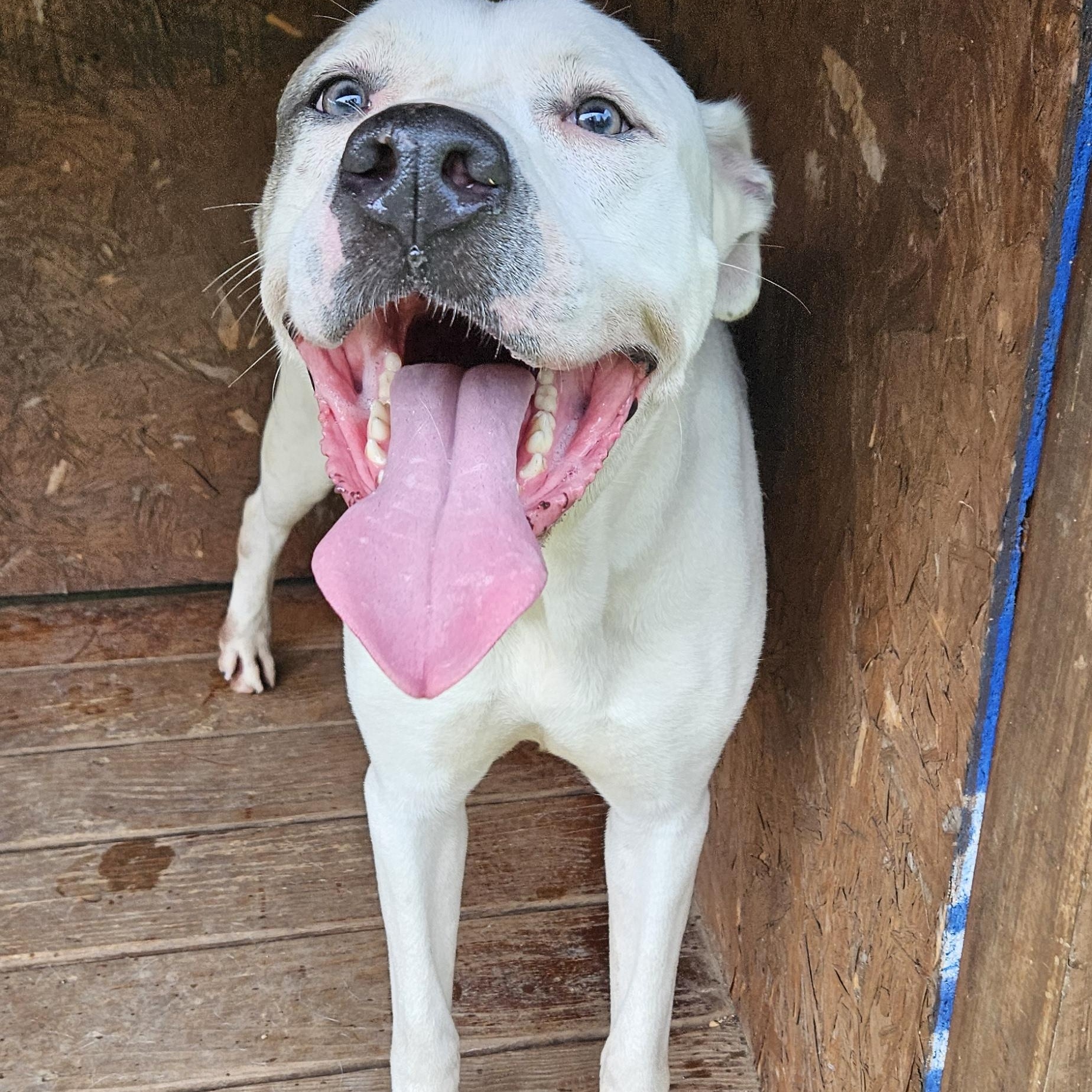 Vicki, a Adoptable Terrier in Reeds Spring, MO image 2/2