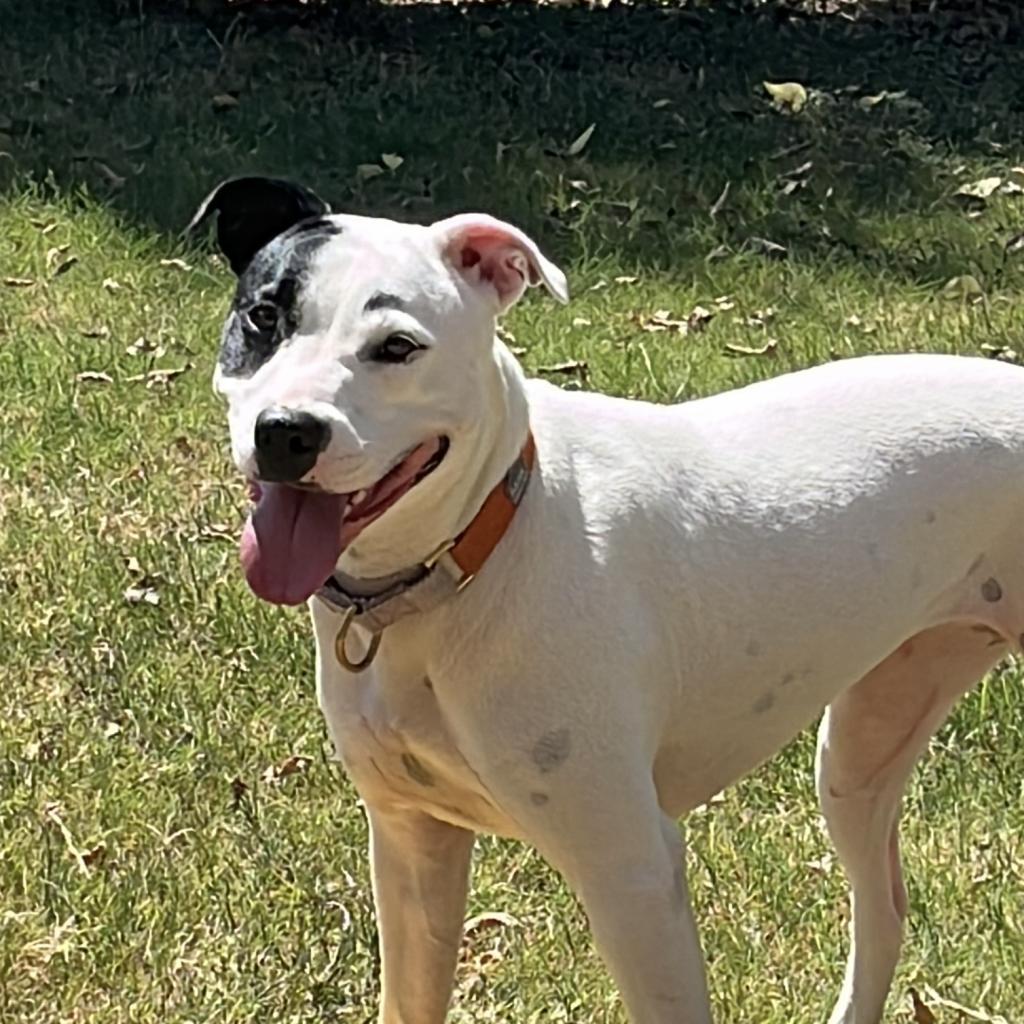 Ursula, a Adoptable Pit Bull Terrier in Austin, TX image 1/5