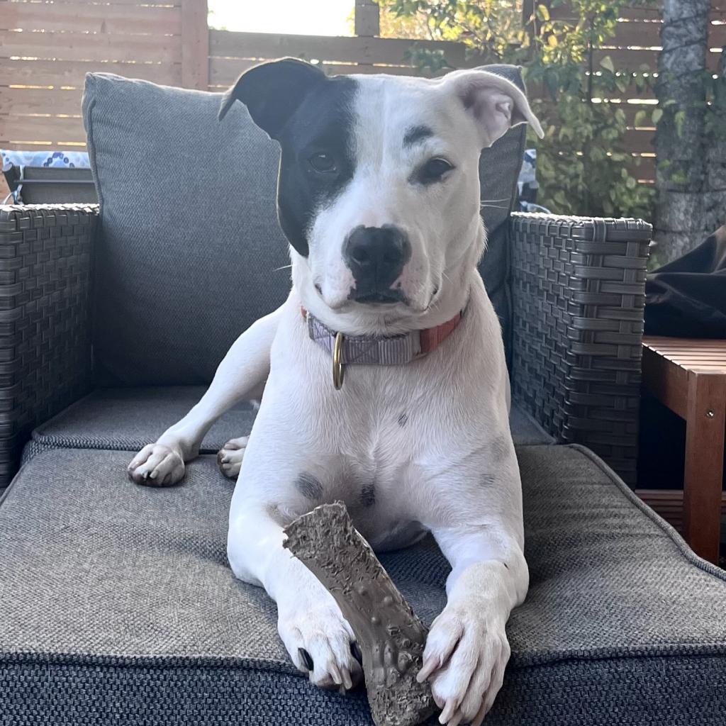 Ursula, a Adoptable Pit Bull Terrier in Austin, TX image 2/5