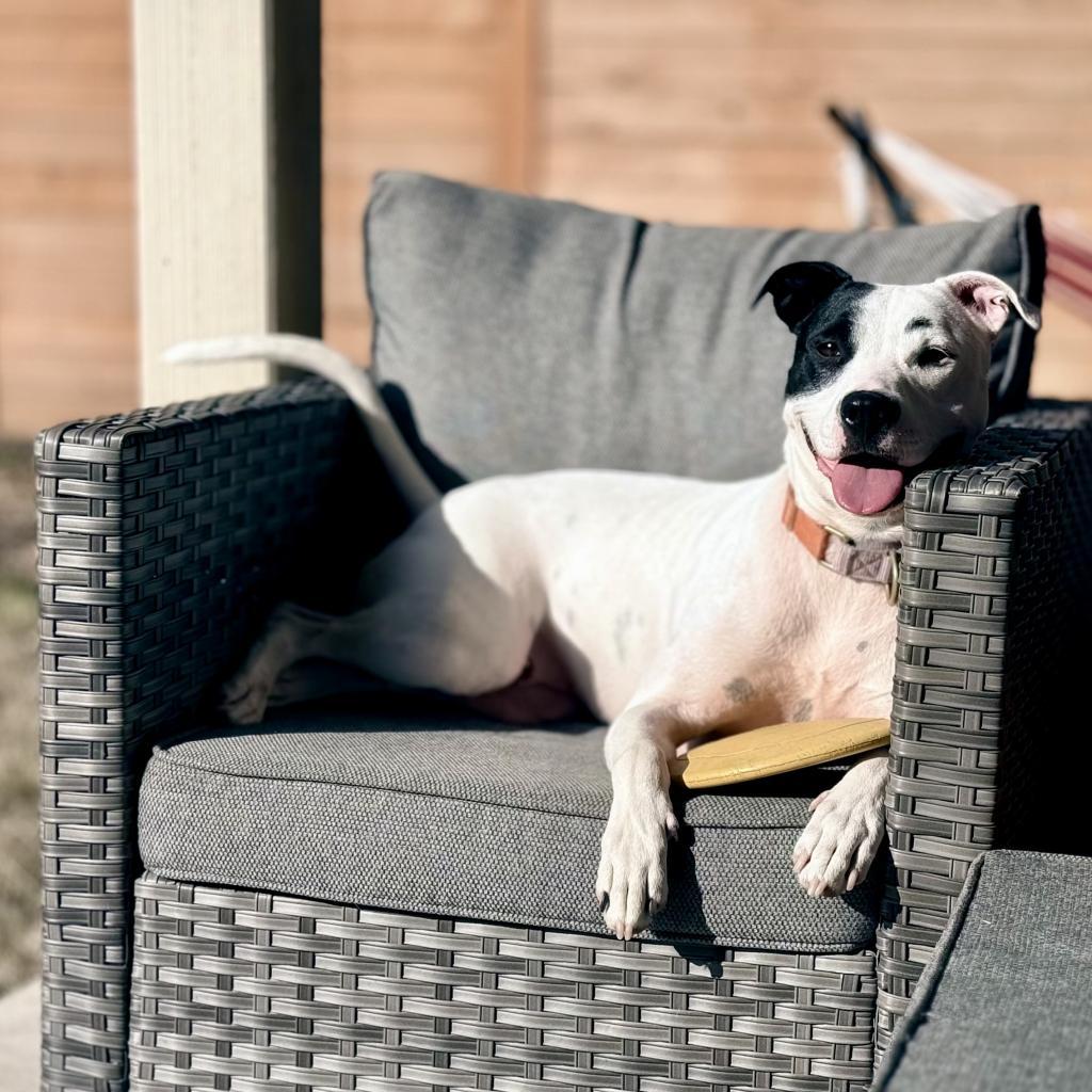 Ursula, a Adoptable Pit Bull Terrier in Austin, TX image 3/5