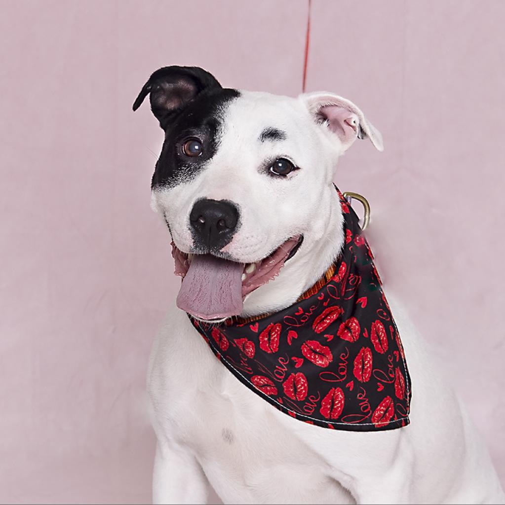 Ursula, a Adoptable Pit Bull Terrier in Austin, TX image 4/5