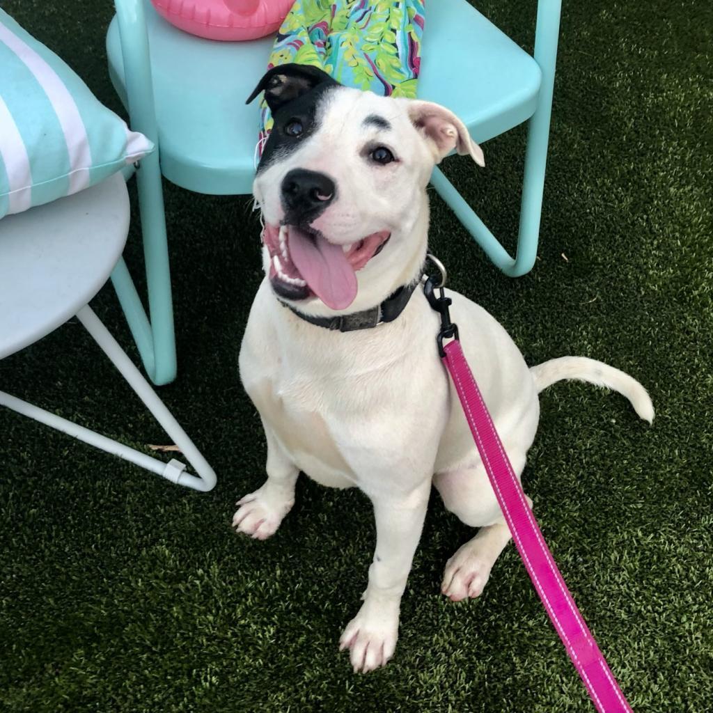 Ursula, a Adoptable Pit Bull Terrier in Austin, TX image 5/5
