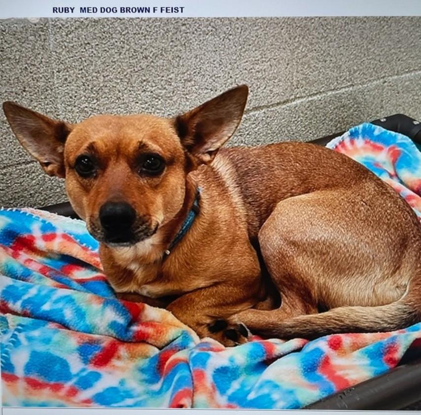 Enlarge RUBY, a Adoptable mixed breed in Troutman, NC image 2/2