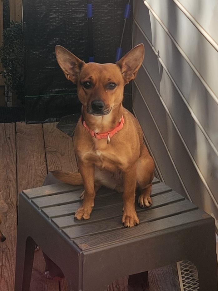 RUBY, Adoptable, Adult Female Chihuahua & Feist.