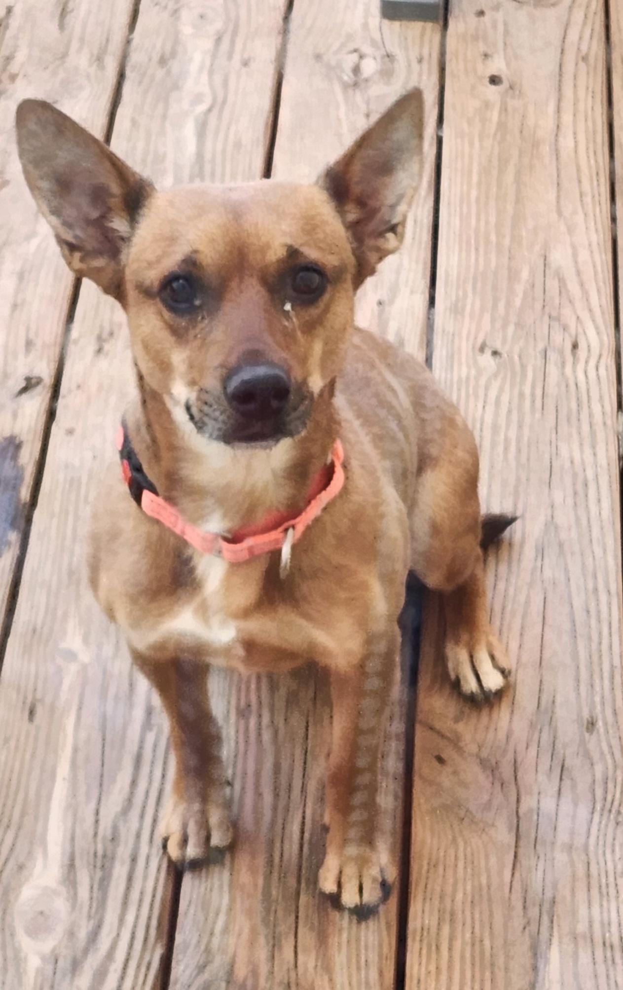 Enlarge RUBY, a Adoptable mixed breed in Troutman, NC image 3/6