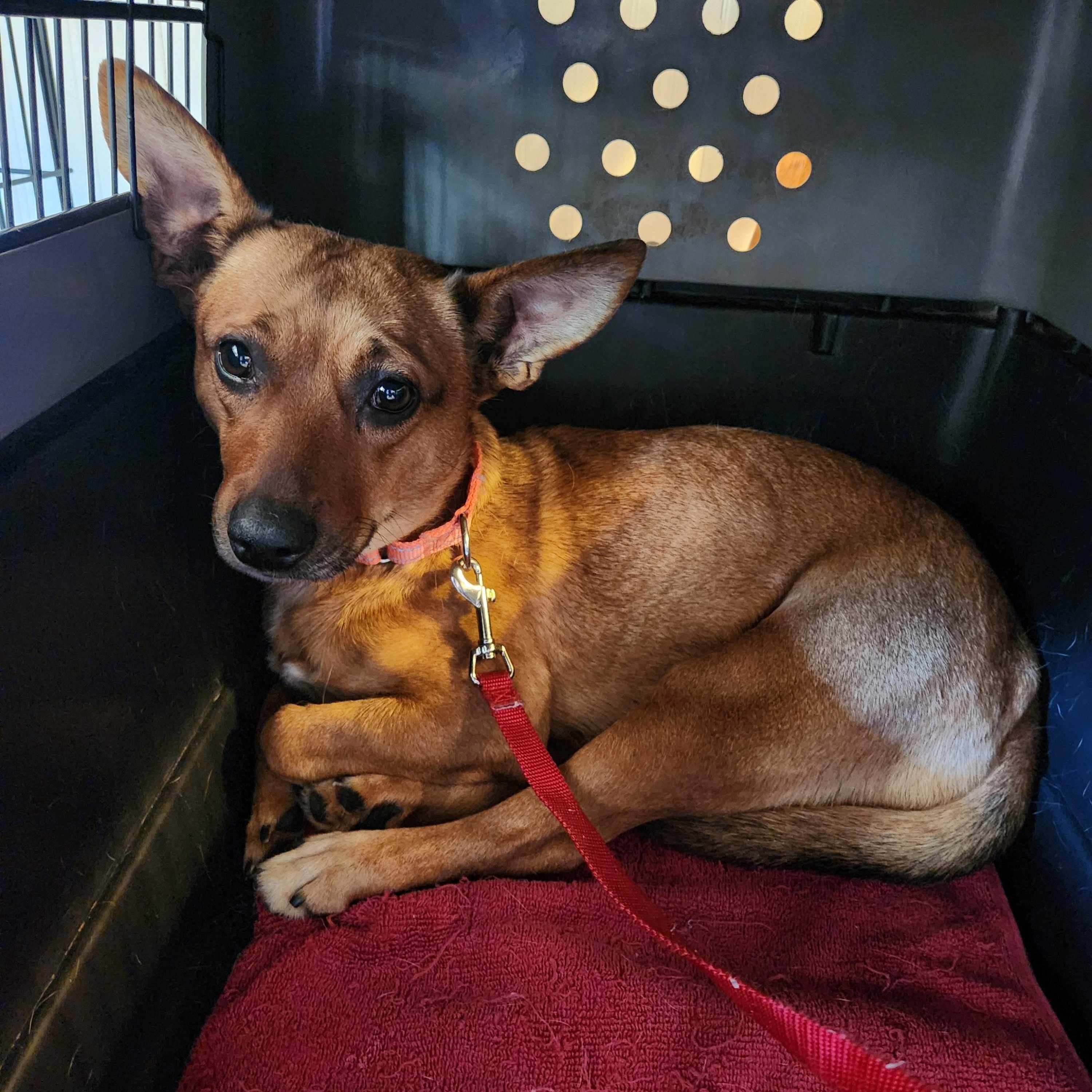 RUBY, Adoptable, Adult Female Chihuahua & Feist.