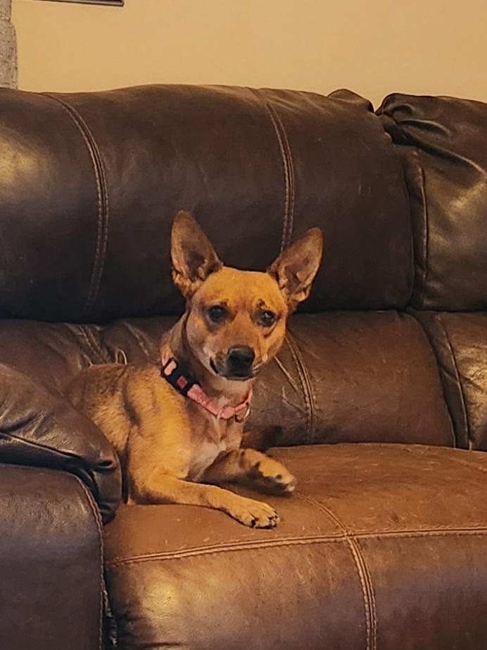 Enlarge RUBY, a Adoptable mixed breed in Troutman, NC image 2/6