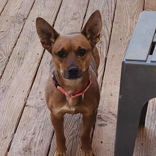 Enlarge RUBY, a Adoptable mixed breed in Troutman, NC image 6/6