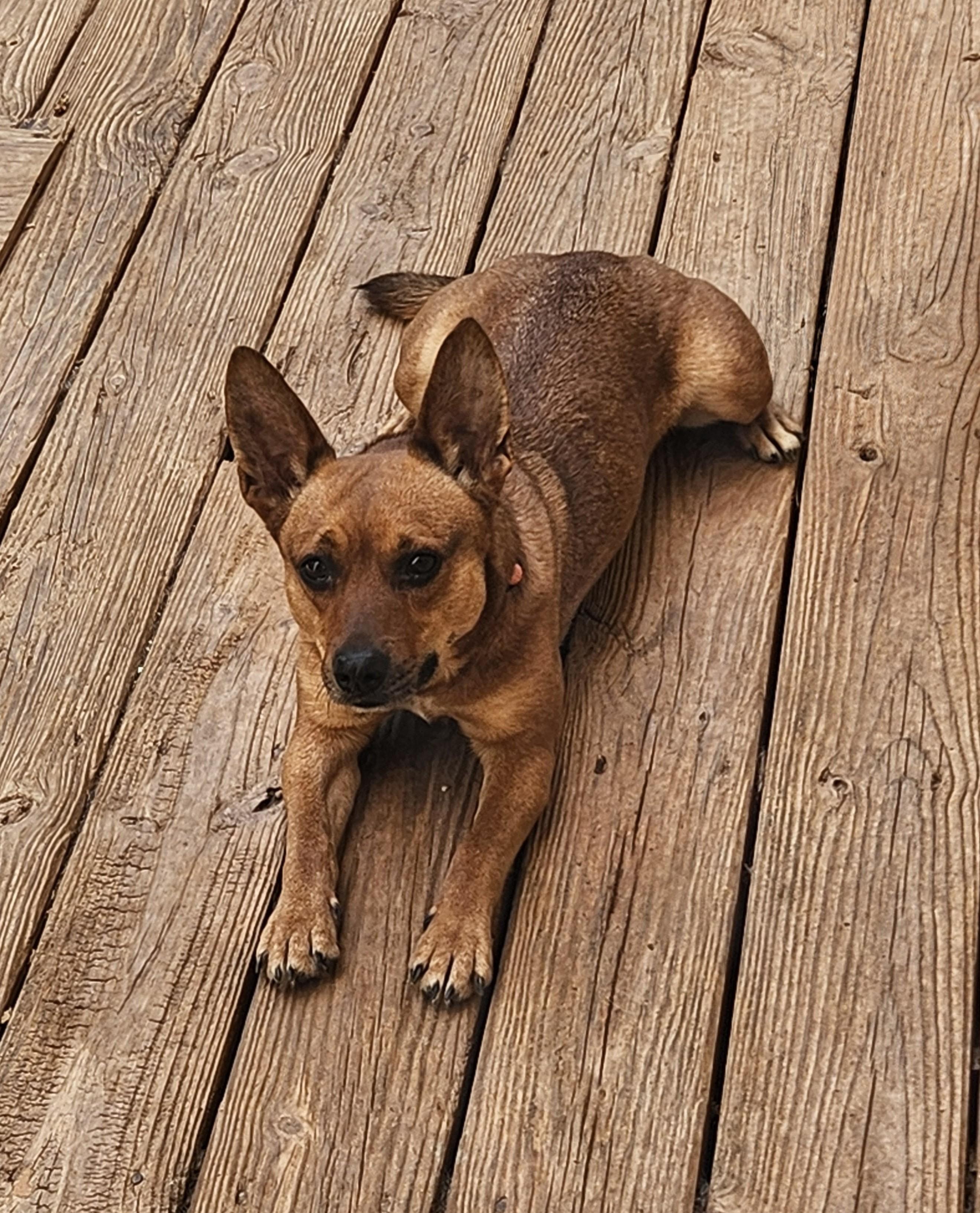 Enlarge RUBY, a Adoptable mixed breed in Troutman, NC image 1/6