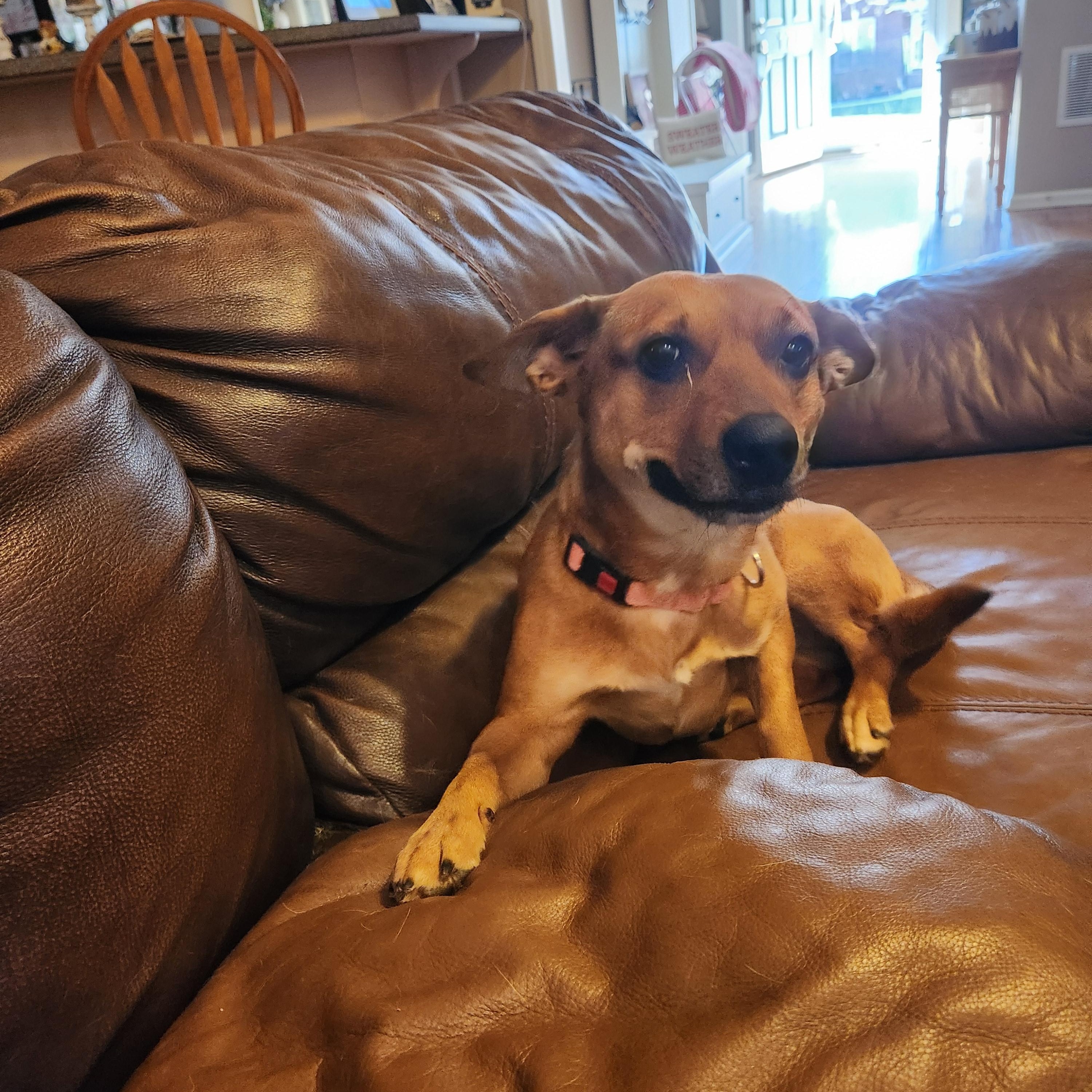 Enlarge RUBY, a Adoptable mixed breed in Troutman, NC image 4/6