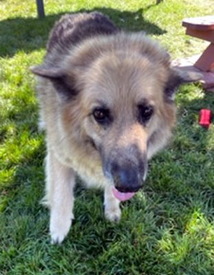 Roxy, a Adoptable mixed breed in Santa Paula, CA image 1/6
