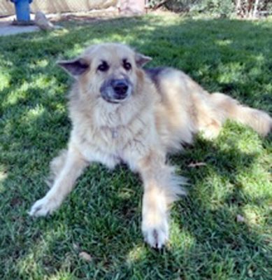 Roxy, a Adoptable mixed breed in Santa Paula, CA image 2/6