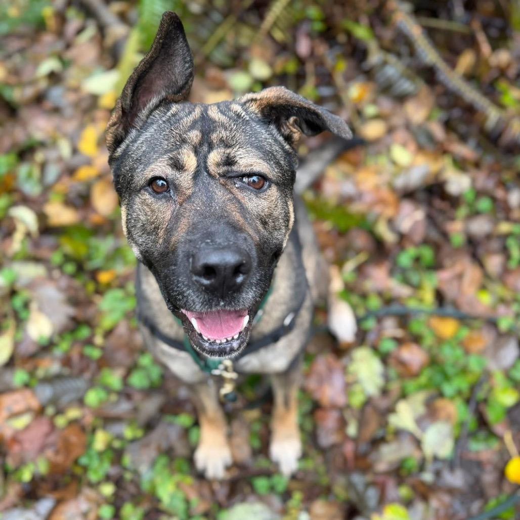 BB, a Adoptable mixed breed in Bellingham, WA image 1/6