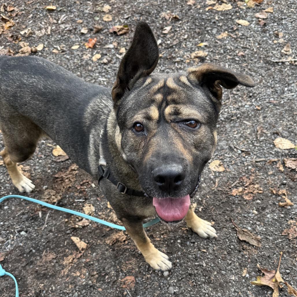 BB, a Adoptable mixed breed in Bellingham, WA image 3/6