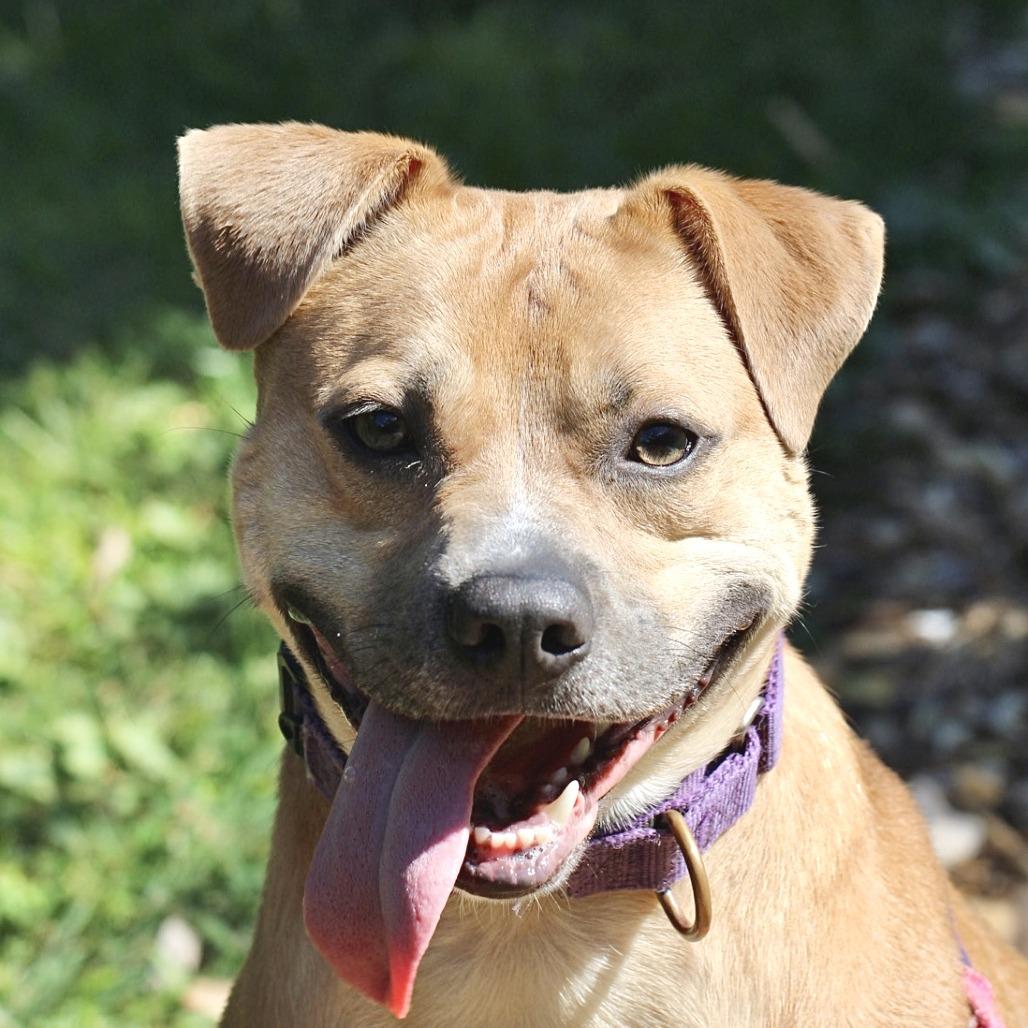Trevor, a Adoptable mixed breed in Briarcliff Manor, NY image 1/6