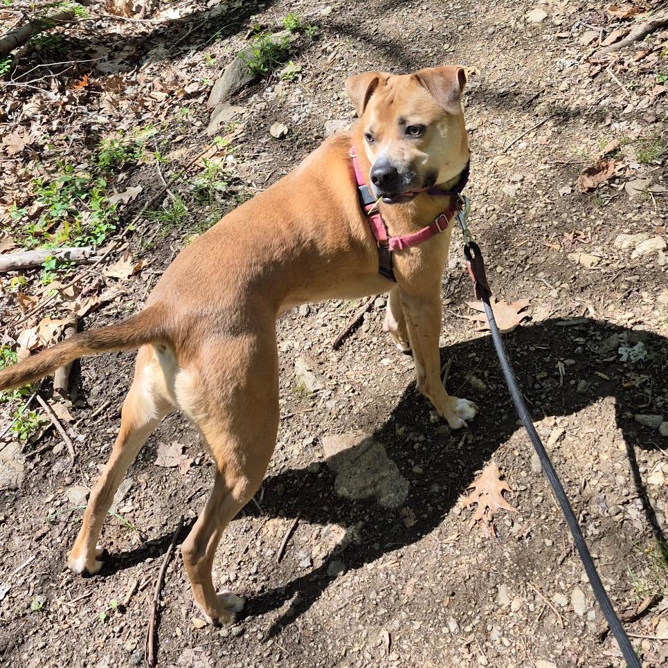 Trevor, a Adoptable mixed breed in Briarcliff Manor, NY image 2/6