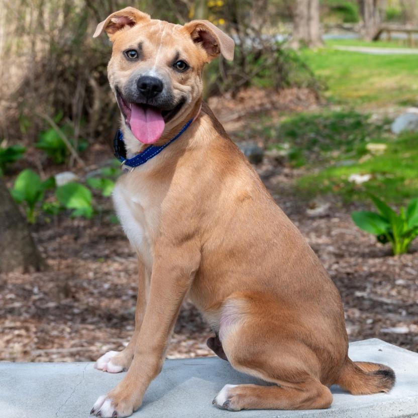Trevor, a Adoptable mixed breed in Briarcliff Manor, NY image 4/6
