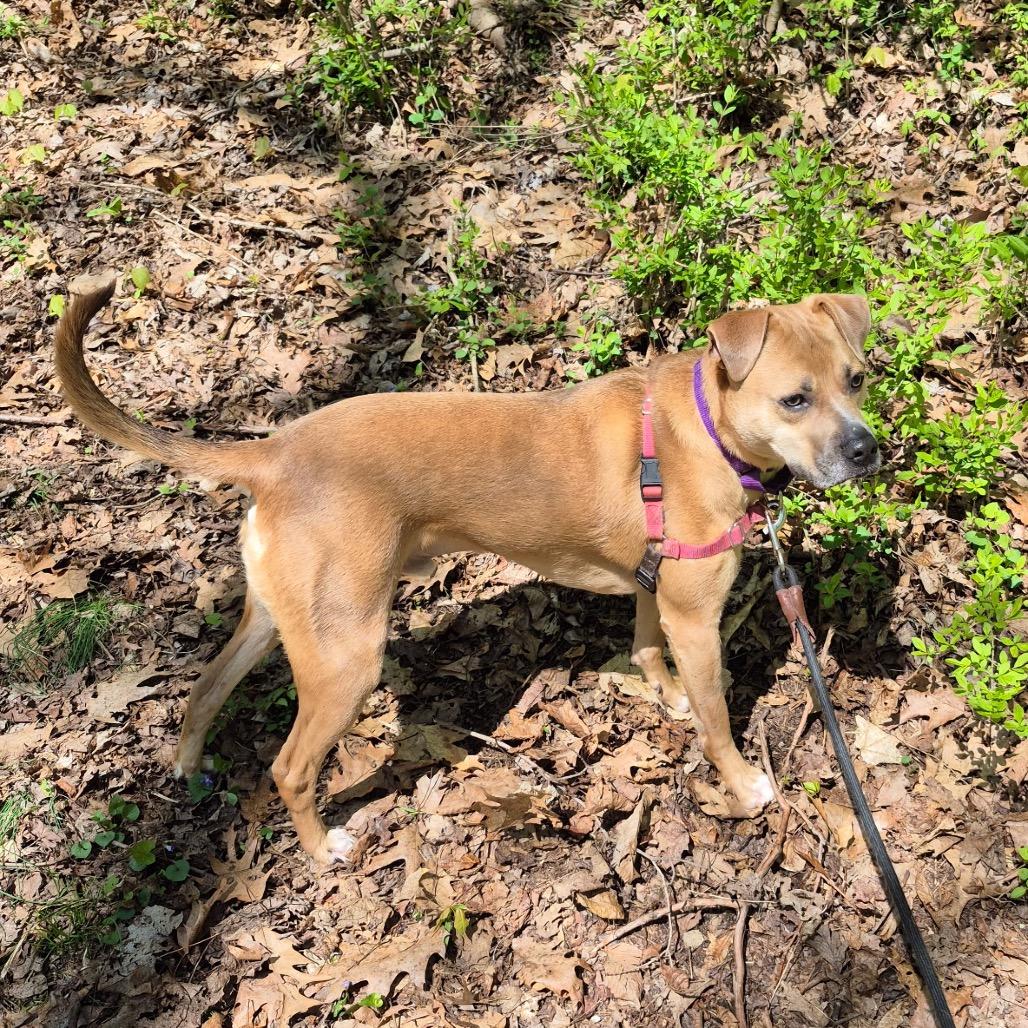 Trevor, a Adoptable mixed breed in Briarcliff Manor, NY image 5/6