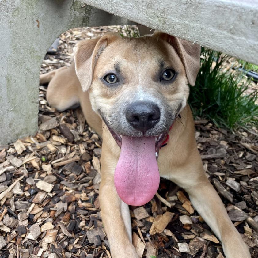 Trevor, a Adoptable mixed breed in Briarcliff Manor, NY image 6/6