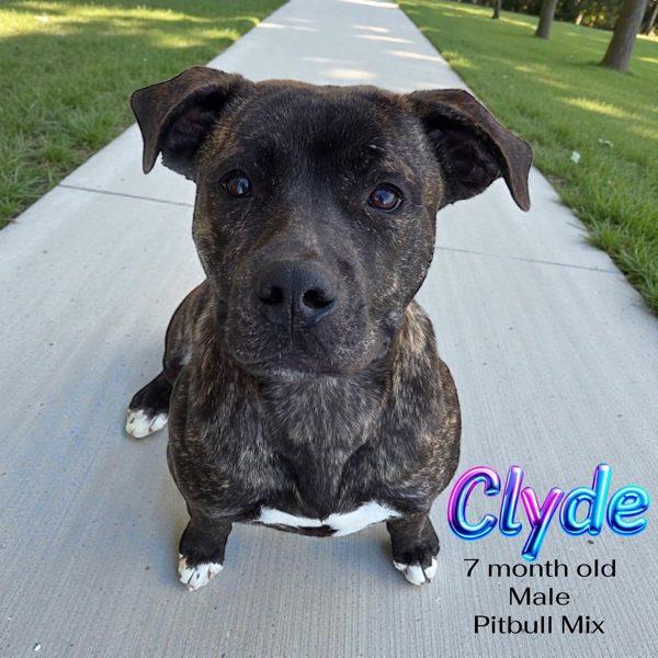 Clyde thumbnail 4