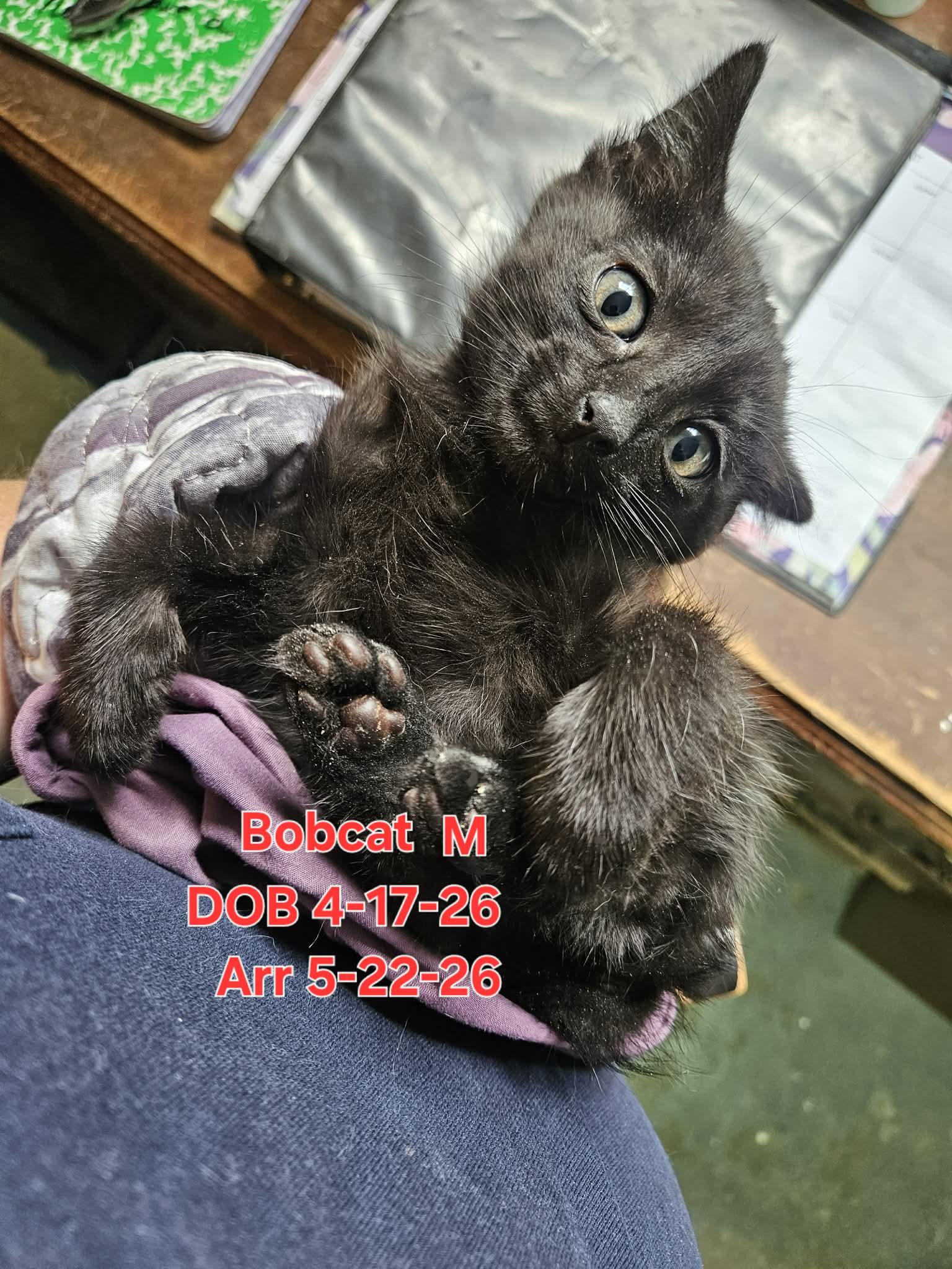 Enlarge Bobcat, a Adoptable Domestic Short Hair in Nucla, CO image 1/1