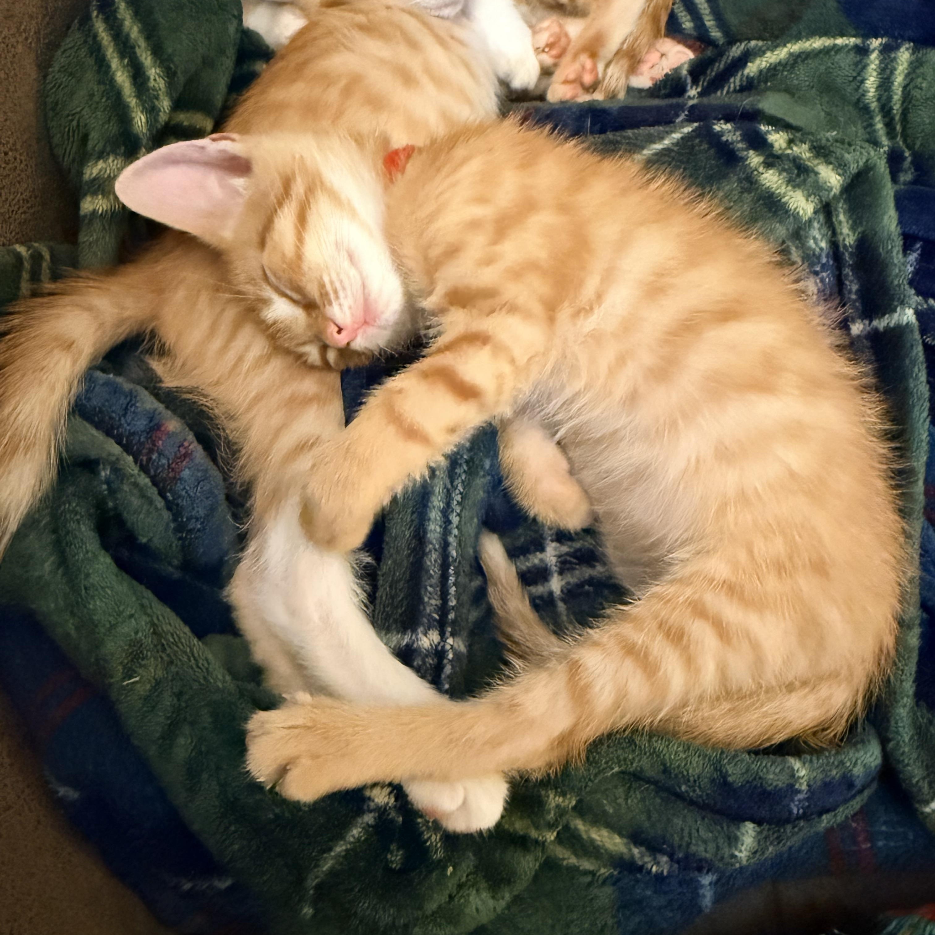 Zeppelin- Athens, GA, adopted, Kitten Male Domestic Short Hair & Tabby.