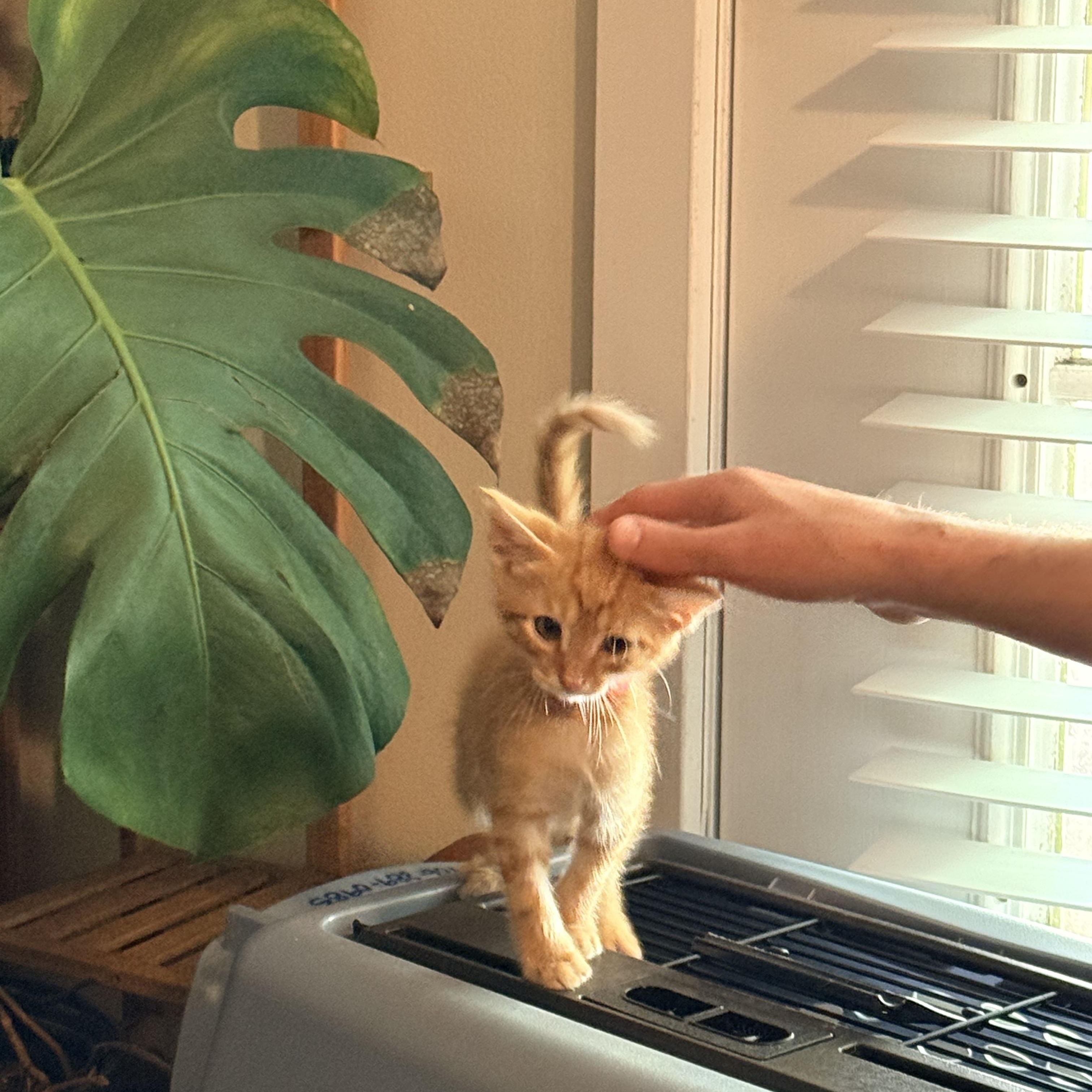 Enlarge Zeppelin- Athens, GA, an adopted mixed breed in Athens, GA image 4/6